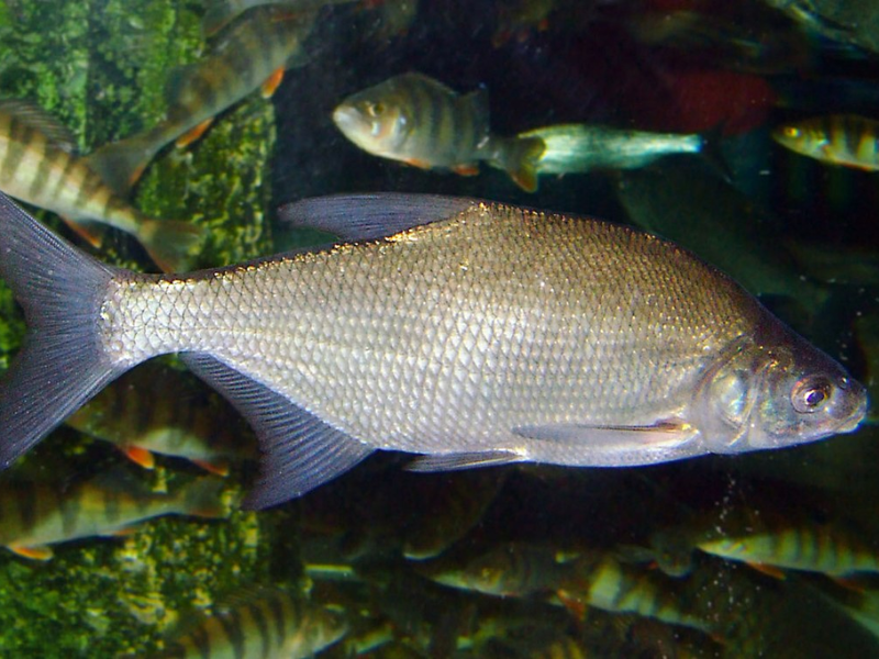 Image of Abramis brama Image of Abramis brama