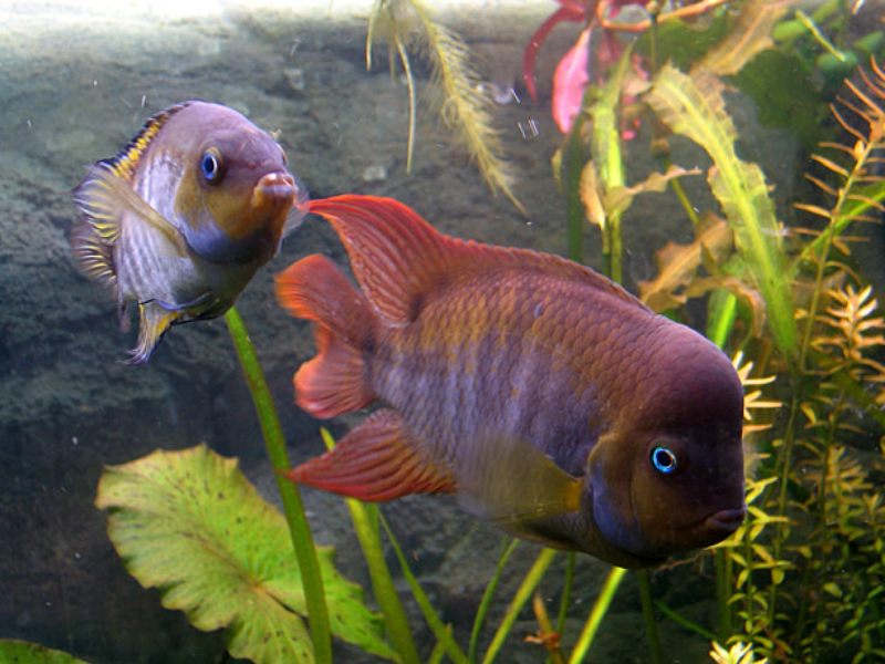 Image of Amatitlania sajica Image of Amatitlania sajica
