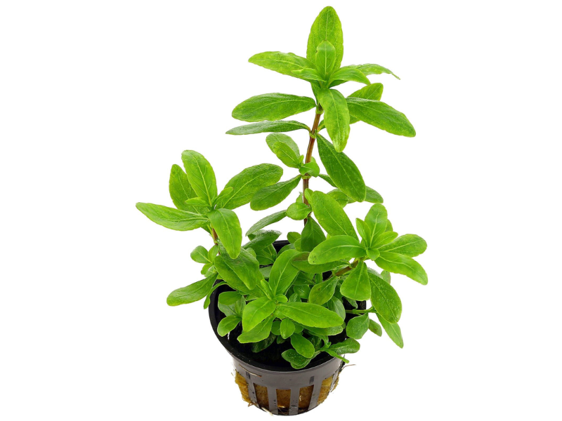 Image of Hygrophila polysperma