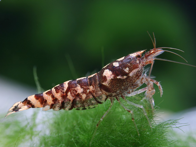 Image of Paracaridina meridionalis Image of Paracaridina meridionalis