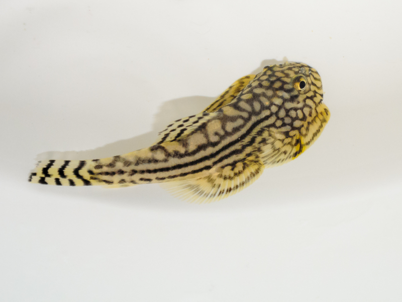 Image of Sewellia lineolata