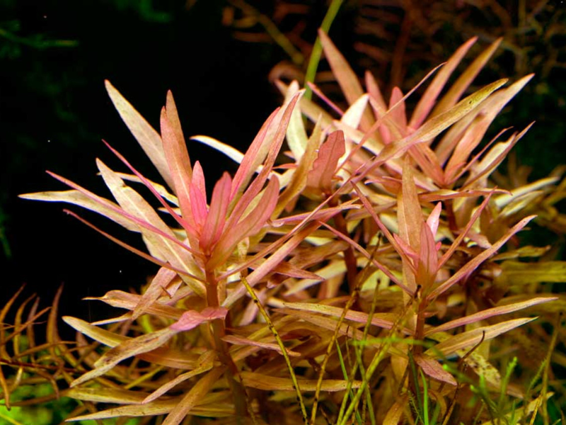Image of Ammannia gracilis Image of Ammannia gracilis