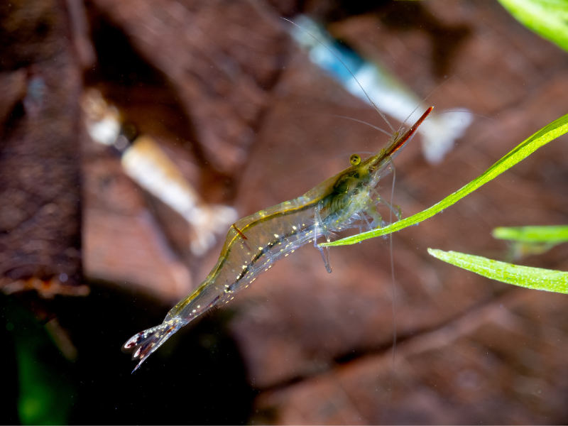 Caridina gracilirostris Caridina gracilirostris