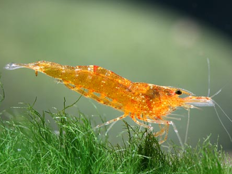 Caridina propinqua