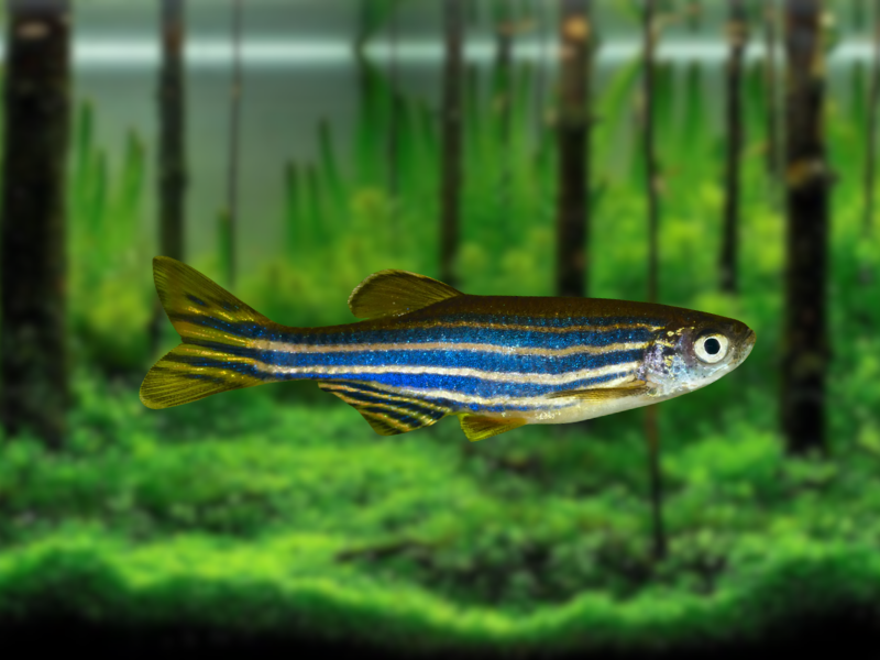 Danio rerio Danio rerio